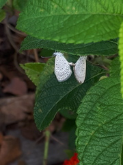 Zizula hylax pygmaea