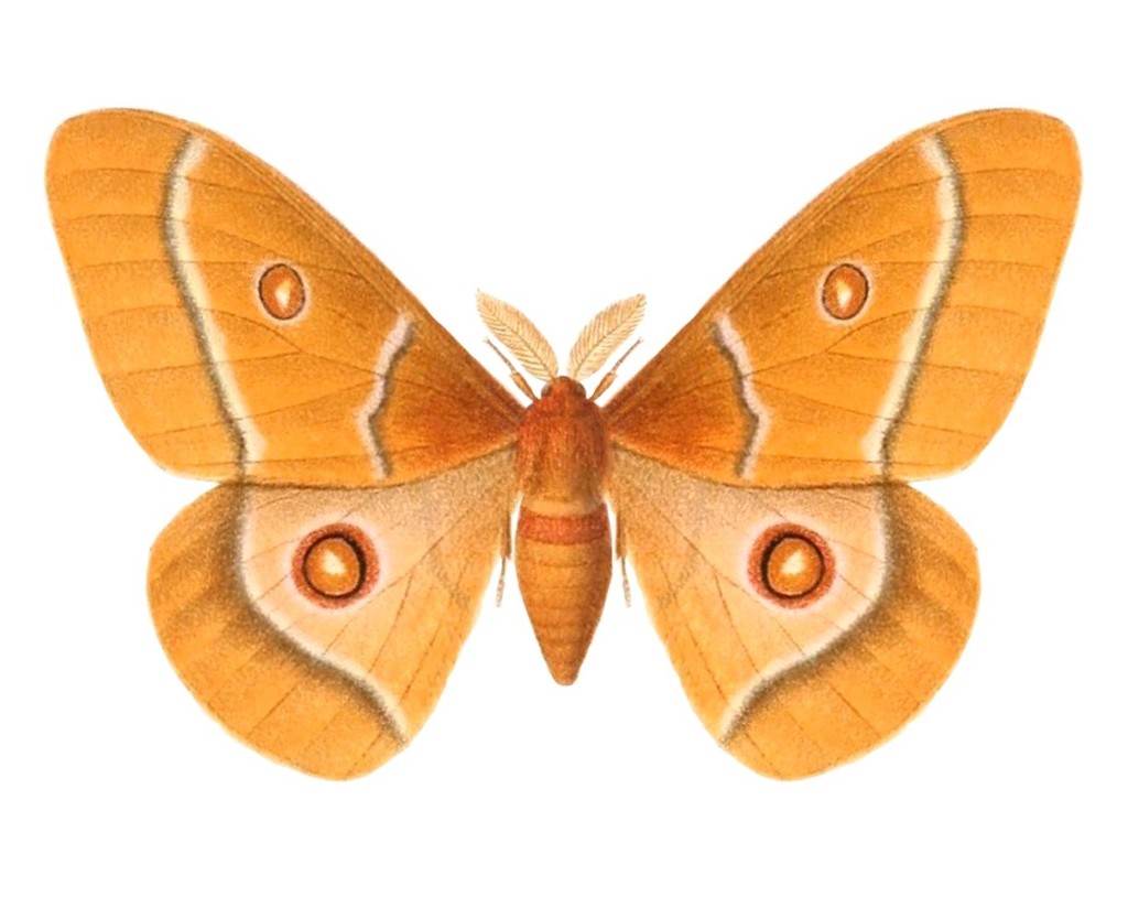 Bunaeopsis