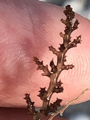 Acanthophora spicifera