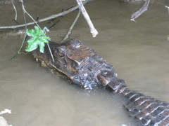 Congo Dwarf Crocodile photo 5