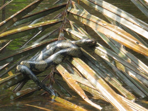 Ornate African Water Snake