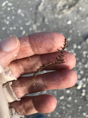 Acanthophora spicifera