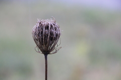 Daucus carota