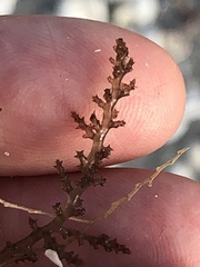 Acanthophora spicifera