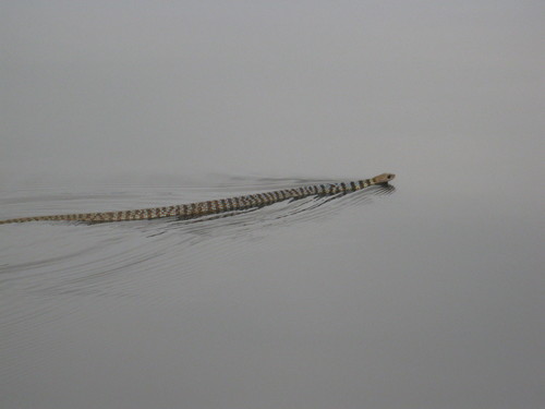 Striped Green Snake