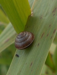 Gastropoda