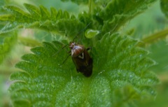 Hemiptera