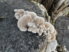 Basidiomycota