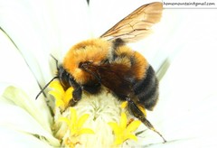 Bombus opulentus