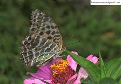 Argynnis zenobia