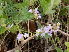 Astragalus silvisteppaceus
