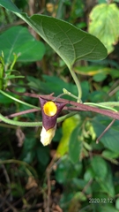 Aristolochia kaempferi