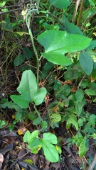 Aristolochia kaempferi