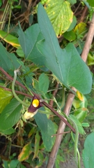 Aristolochia kaempferi