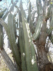 Stenocereus laevigatus