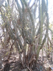Stenocereus laevigatus