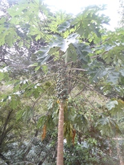 Vasconcellea cauliflora