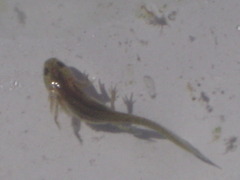 Ommatotriton ophryticus
