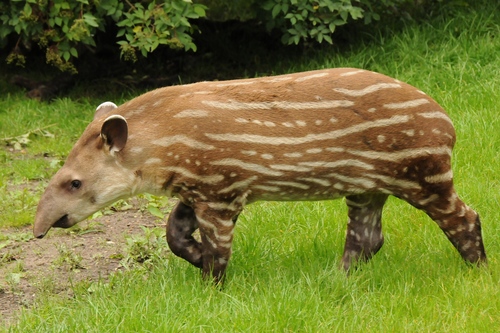 South American Tapir, photo 10 of 10