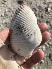 Anadara secticostata