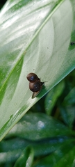 Helicinidae