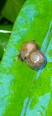 Helicinidae