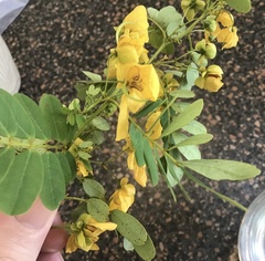 Senna pallida