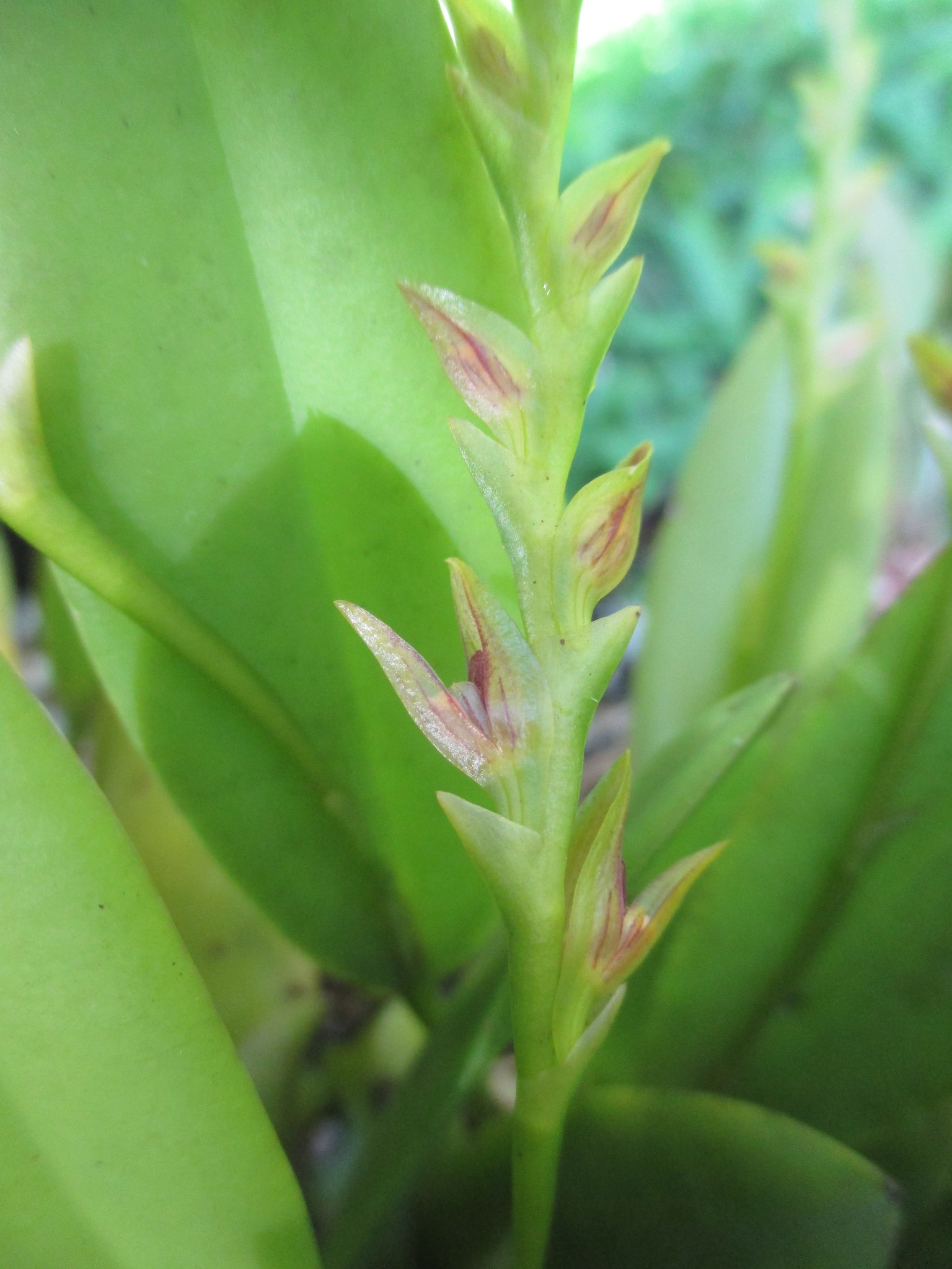 Acianthera tricarinata image