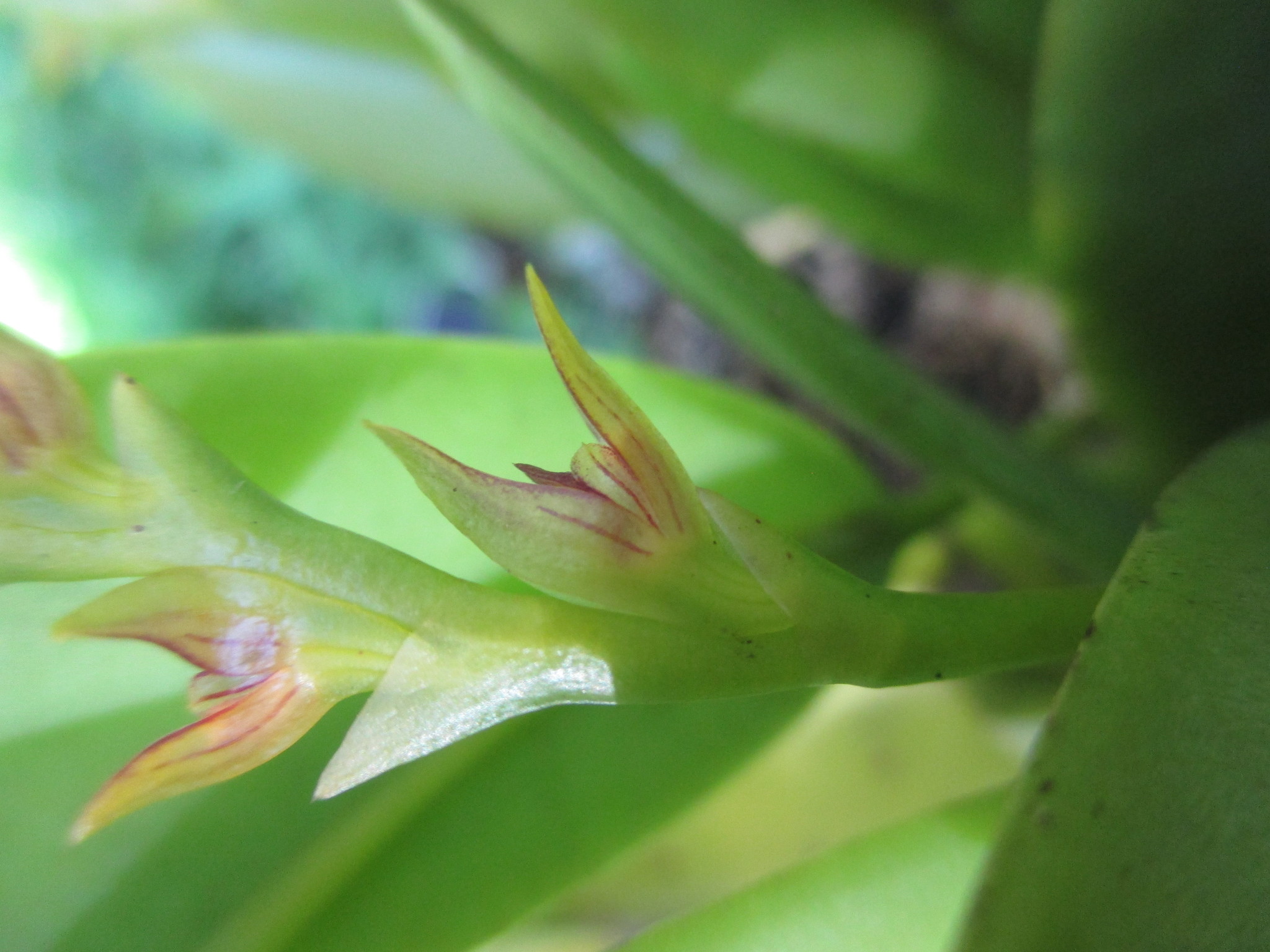 Acianthera tricarinata image