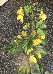 Senna pallida