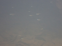 Oryzias curvinotus