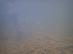 Oryzias curvinotus