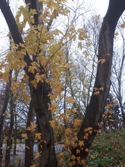 Acer saccharinum