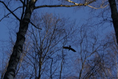 Corvus corax