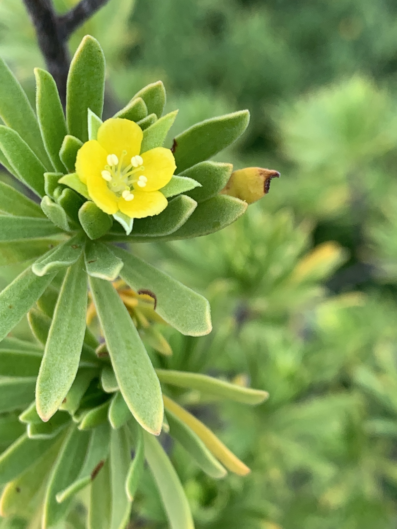 Surianaceae
