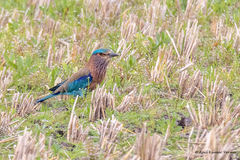 Coracias benghalensis