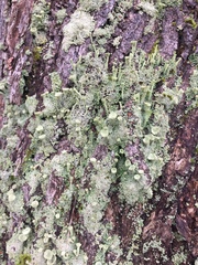 Cladonia fimbriata