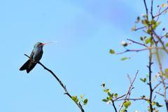 Cynanthus latirostris