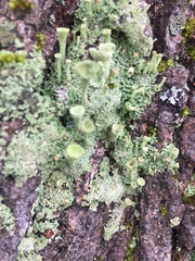 Cladonia fimbriata