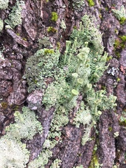 Cladonia fimbriata