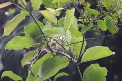 Aegithina tiphia