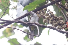 Pycnonotus goiavier