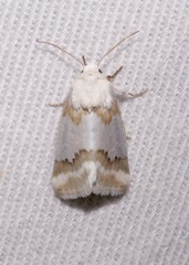 Schinia hulstia