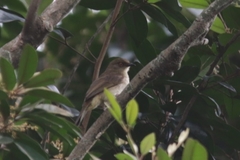 Pycnonotus simplex prillwitzi