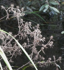 Eryngium aquaticum