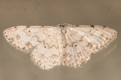 Idaea obfusaria