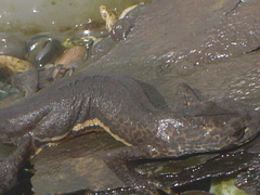 Ommatotriton ophryticus