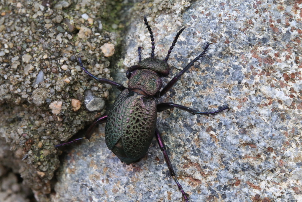 Meloe cavensis