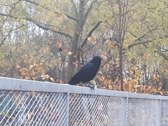 Corvus corone