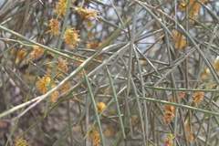 Prosopis kuntzei